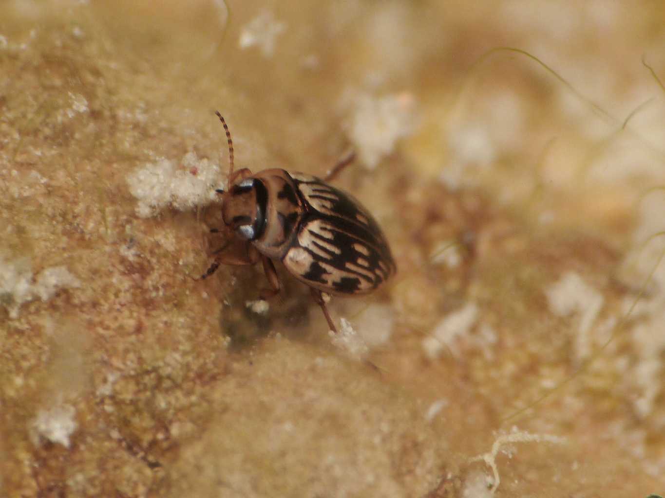 Piccolo Dytiscidae: Scarodytes halensis halensis